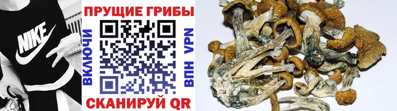 Галлюциногенные грибы Psilocybe цена Челябинск